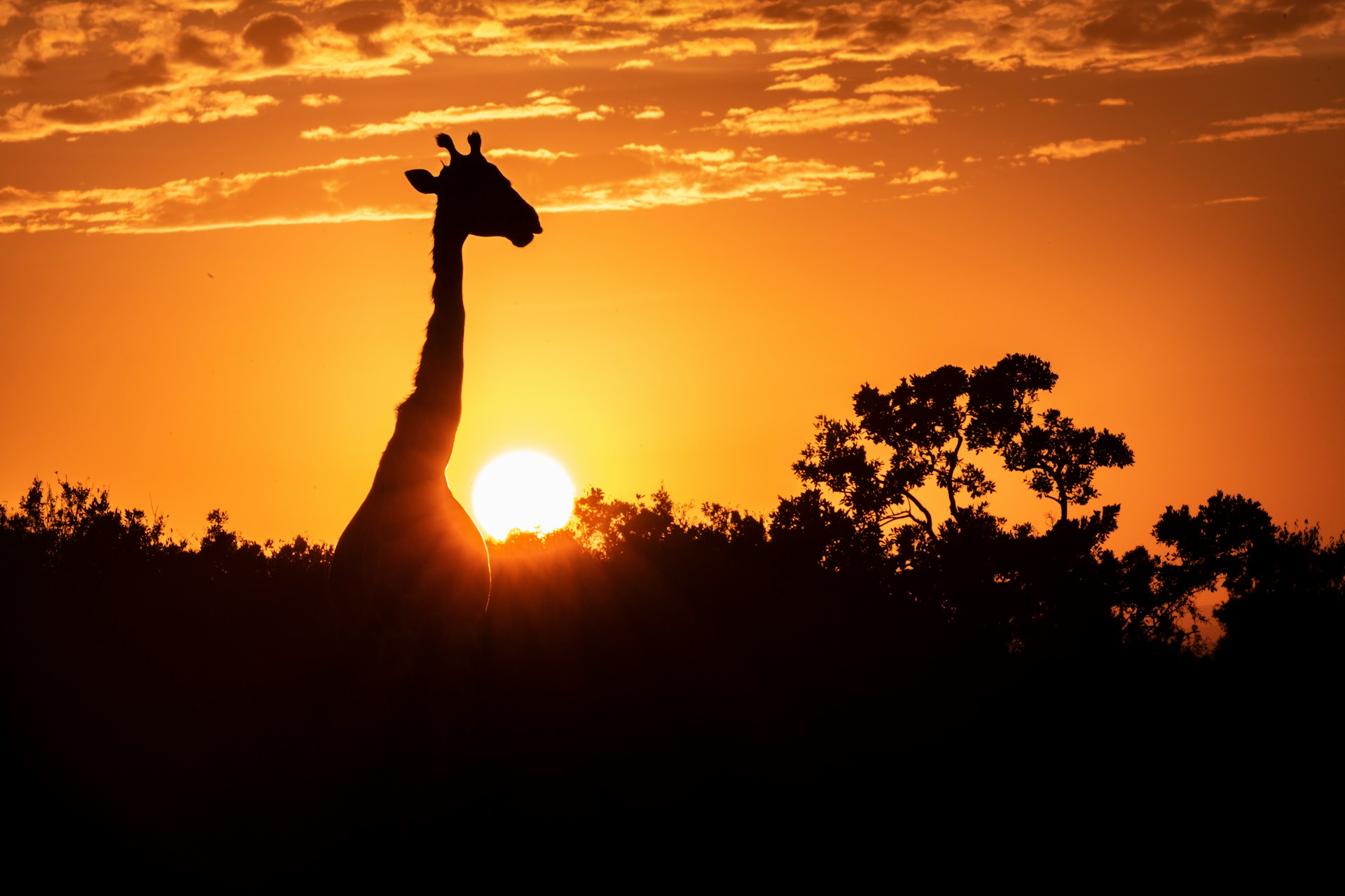 The beauty of an African safari