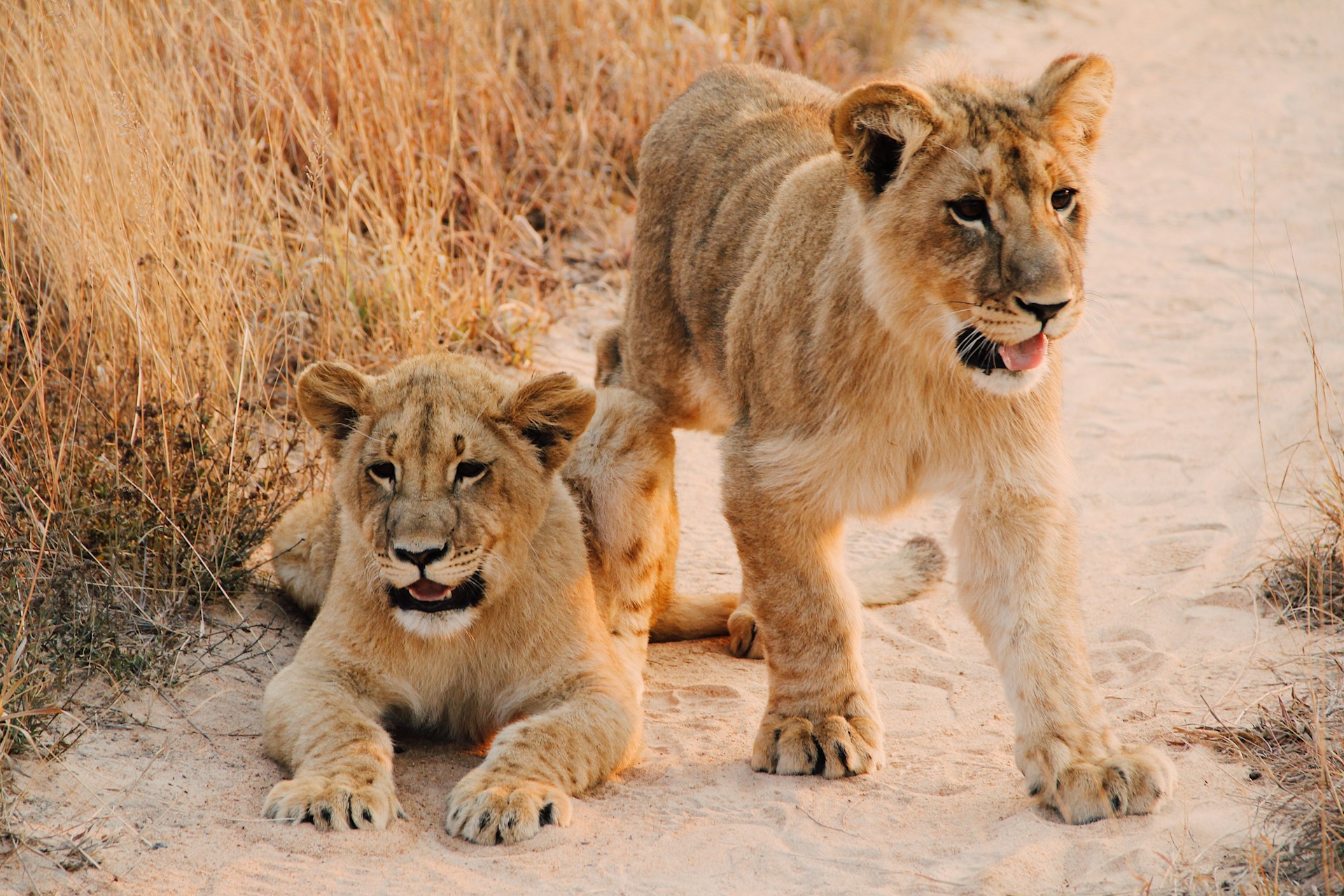 Wildlife in the Maasai Mara