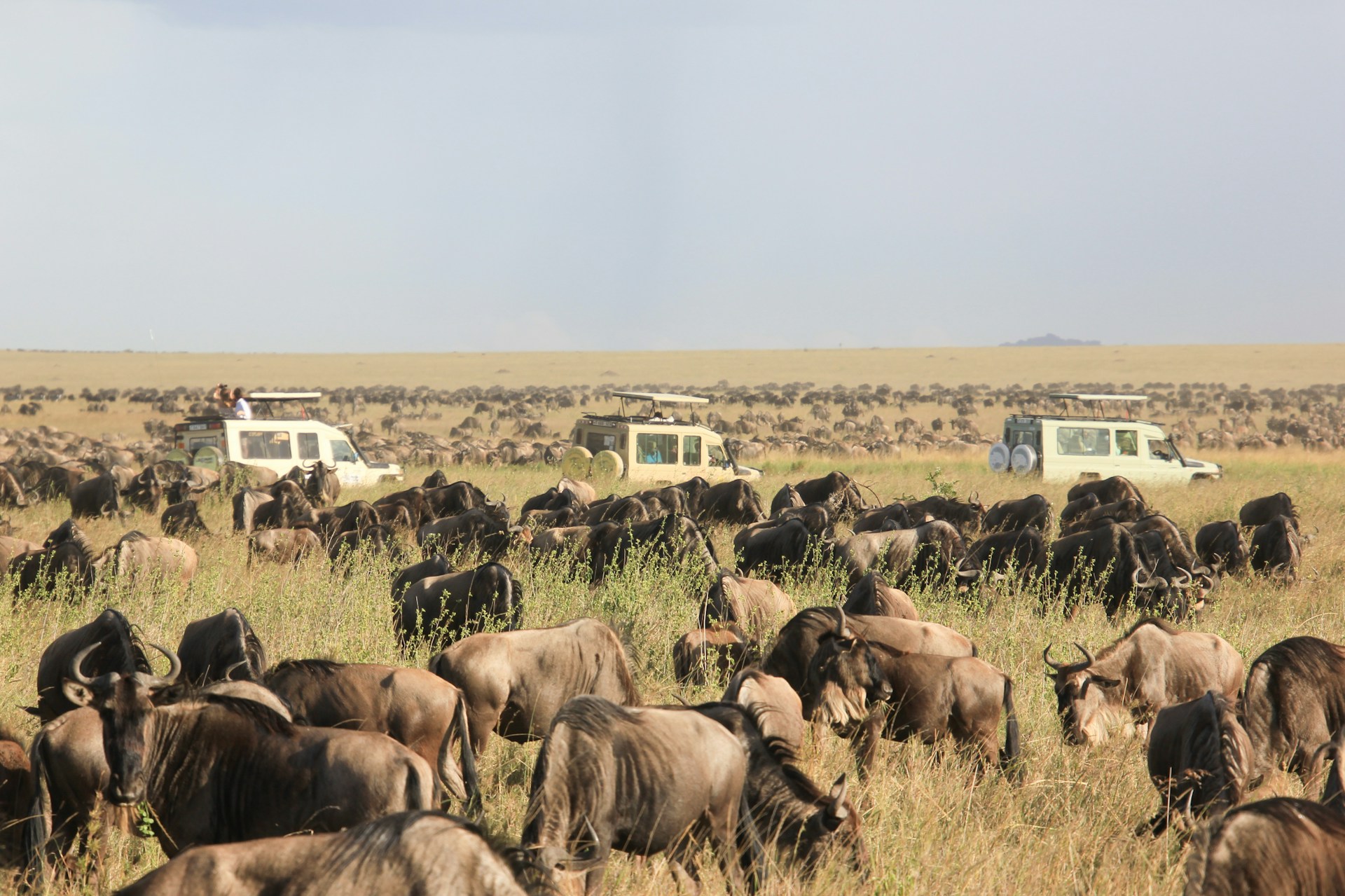 Explore Kenya on a guided safari