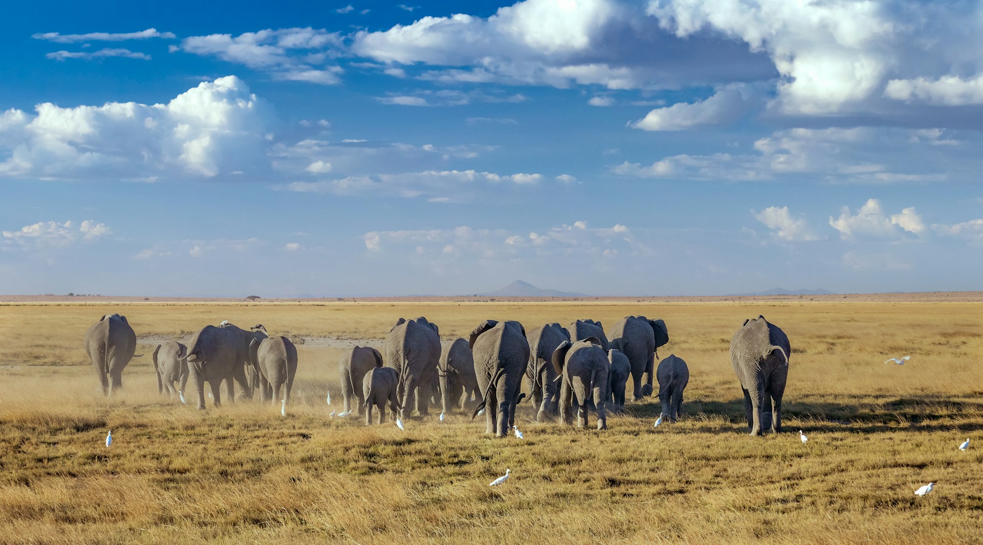 Amboseli Day Trip