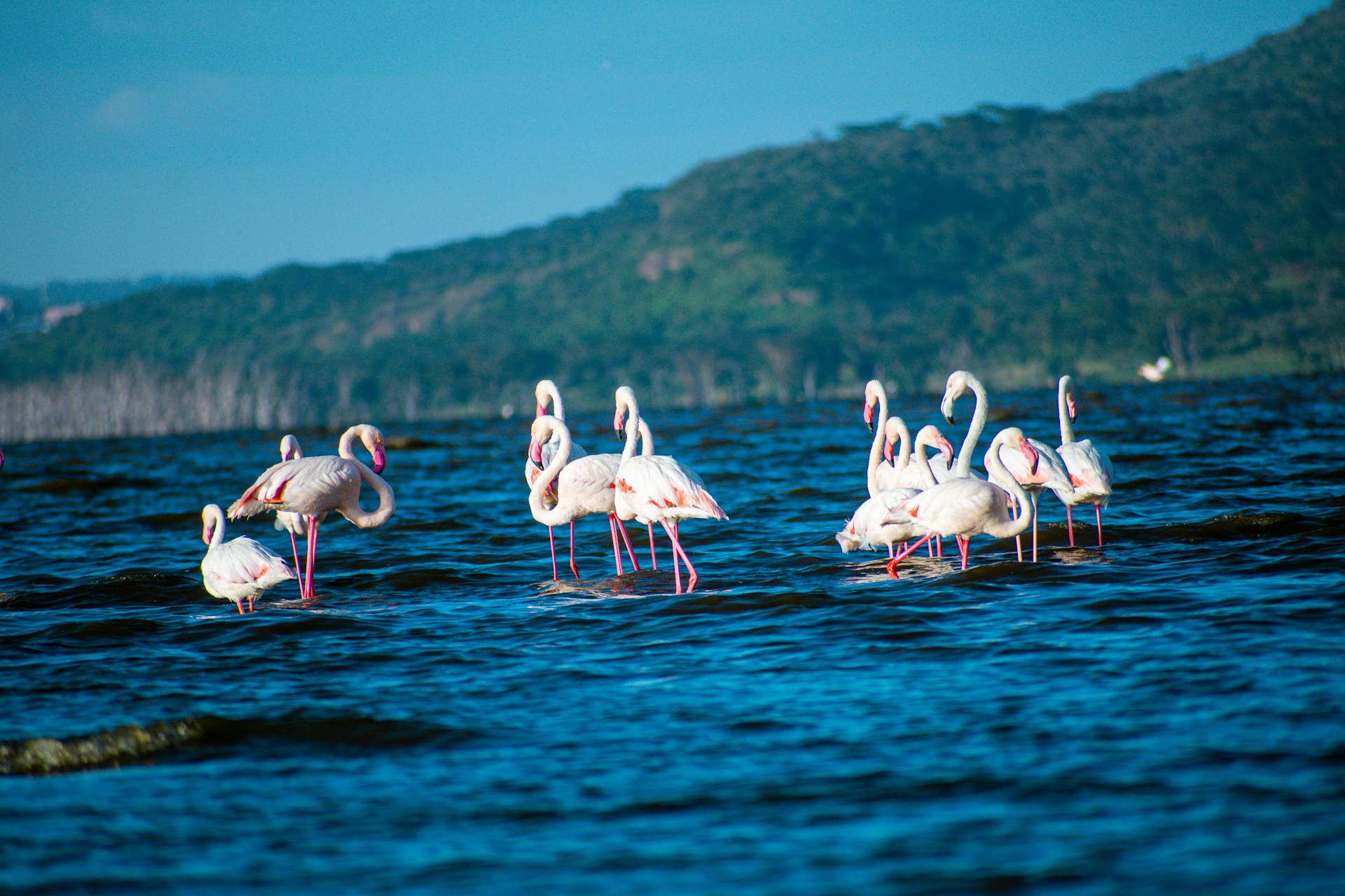 Lake Nakuru Day Trip