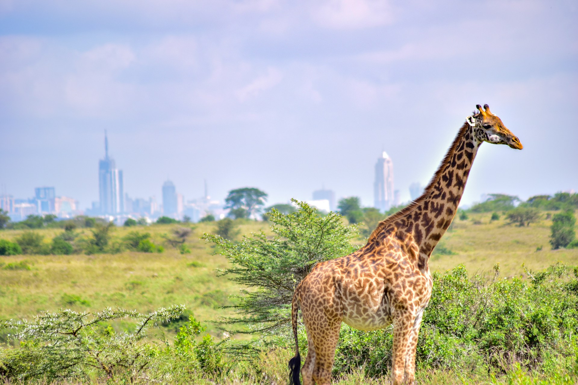 Nairobi National Park Day Tour