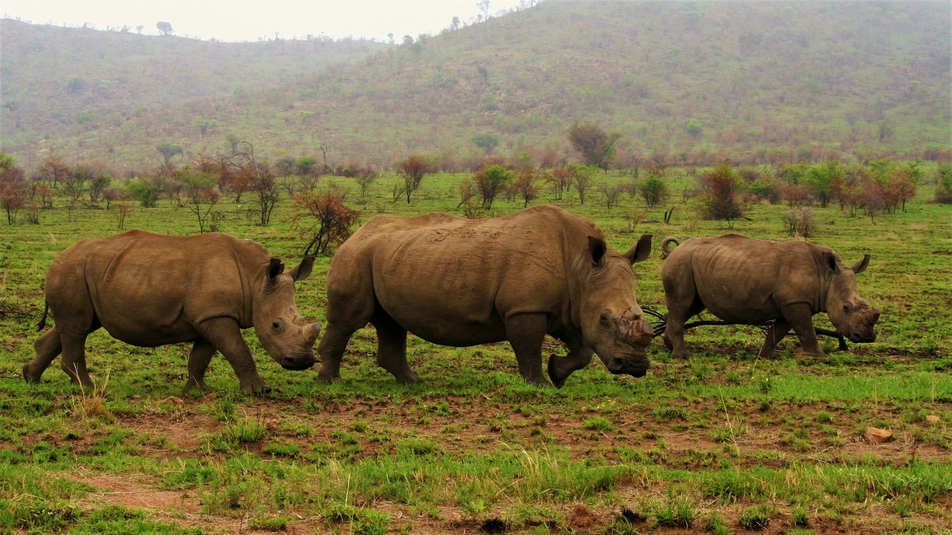 Ol Pejeta Conservancy Full Day Tour