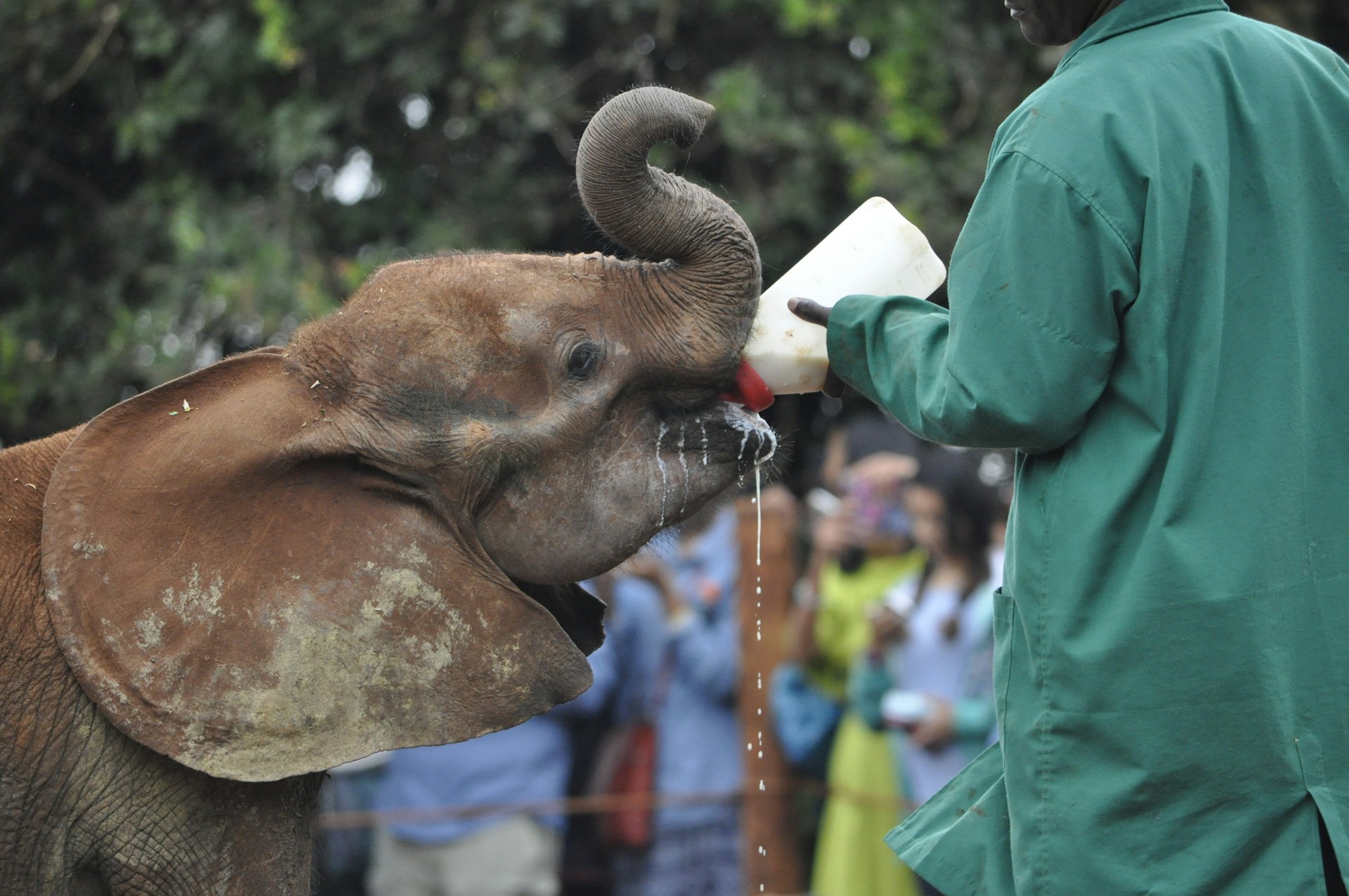 Discover wildlife around Nairobi
