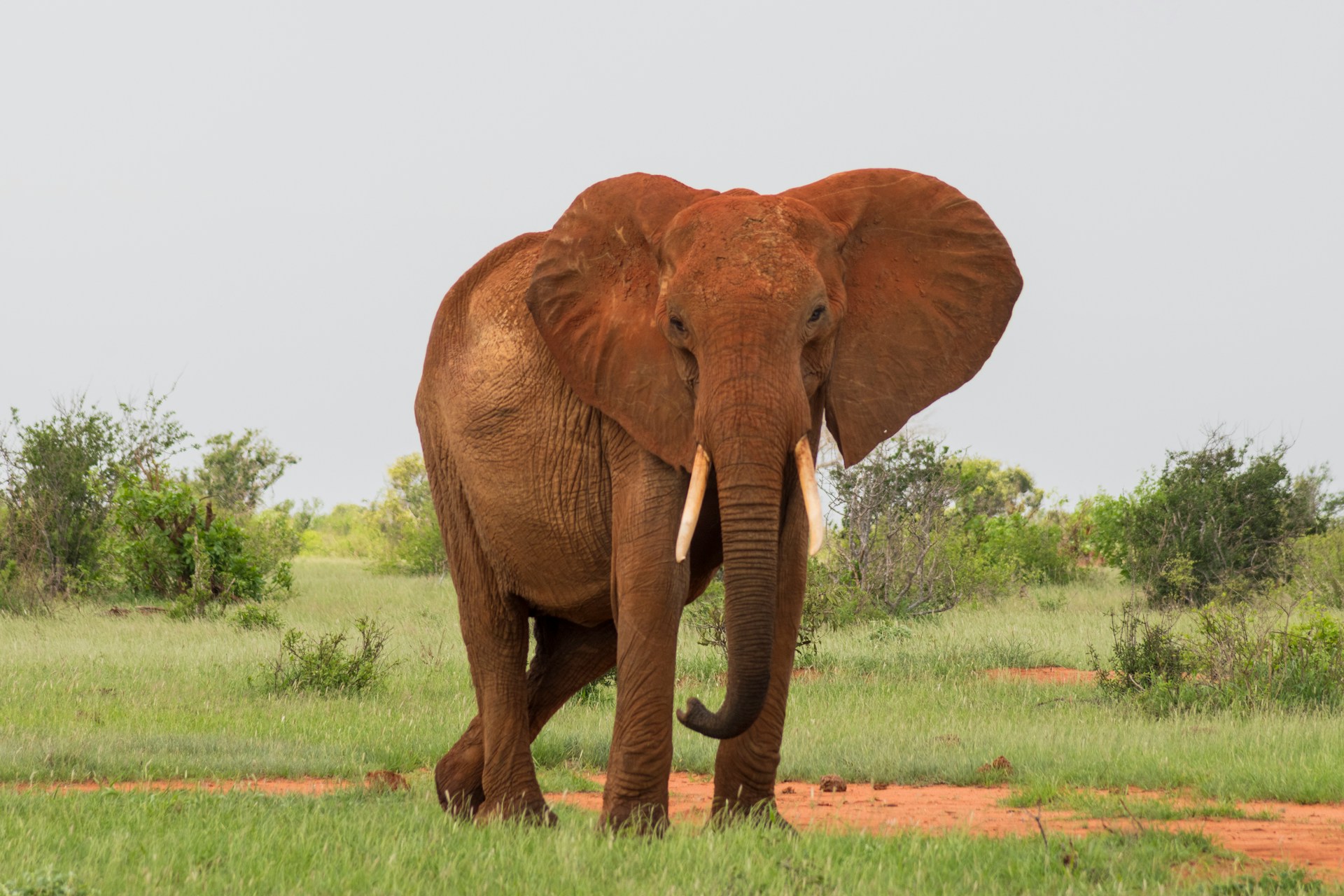 Tsavo
